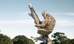 amazing animal