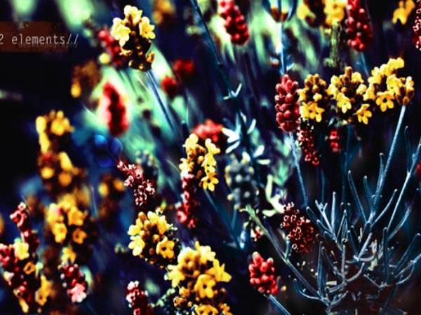 Download Beautiful Flowers Wallpapers