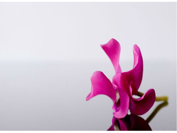 Download Beautiful Flowers Wallpapers