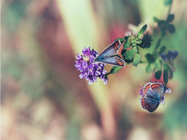 Download Beautiful Flowers Wallpapers