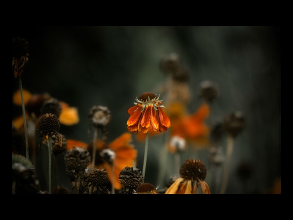 Download Beautiful Flowers Wallpapers