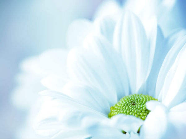 Download Beautiful Flowers Wallpapers