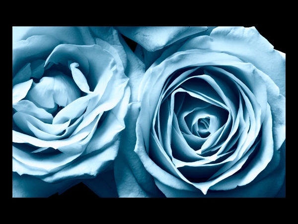 Download Beautiful Flowers Wallpapers