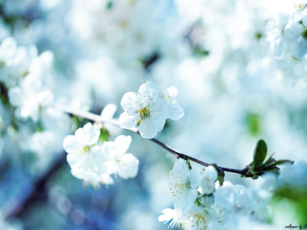 Download Beautiful Flowers Wallpapers