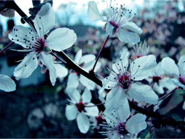 Download Beautiful Flowers Wallpapers