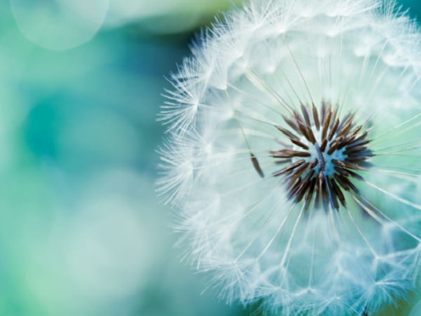 Download Beautiful Flowers Wallpapers