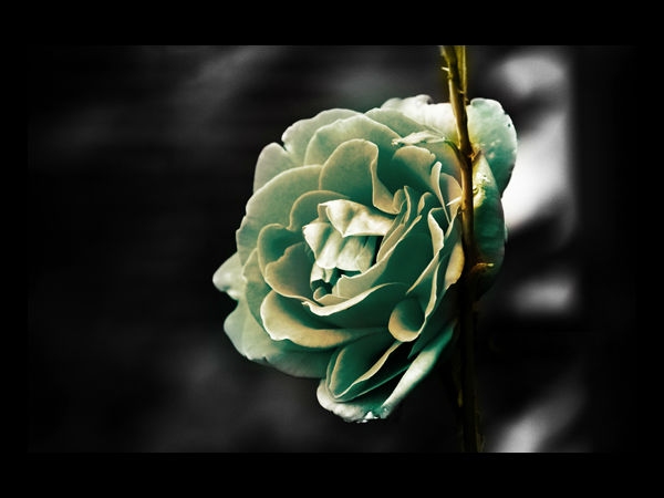 Download Beautiful Flowers Wallpapers