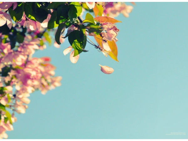 Download Beautiful Flowers Wallpapers