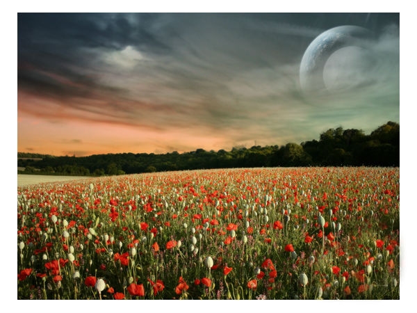 Download Beautiful Flowers Wallpapers
