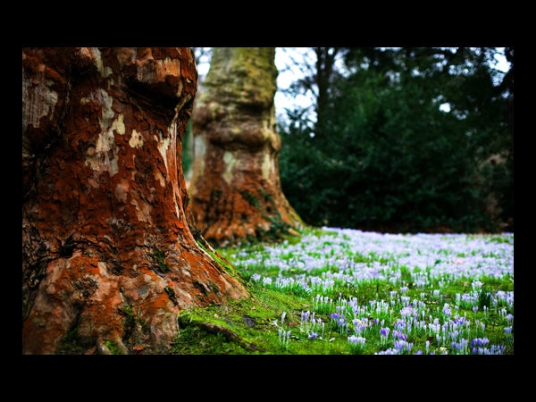 Download Beautiful Flowers Wallpapers