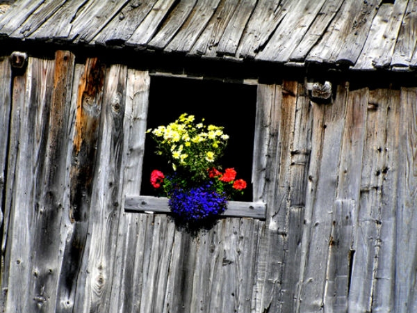 Download Beautiful Flowers Wallpapers