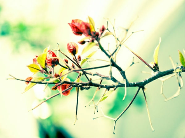 Download Beautiful Flowers Wallpapers