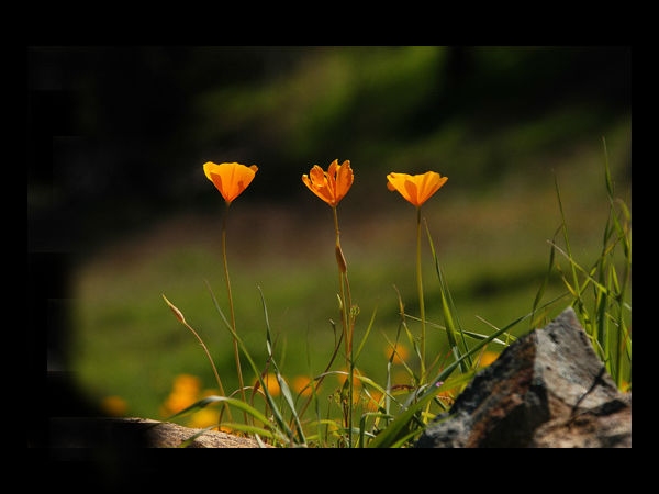 Download Beautiful Flowers Wallpapers