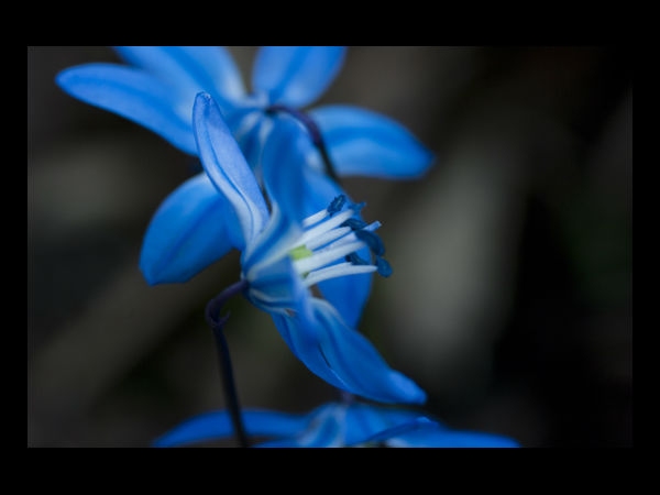 Download Beautiful Flowers Wallpapers