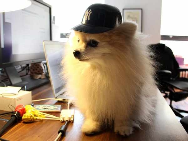 Inside The Offices Of Tumblr