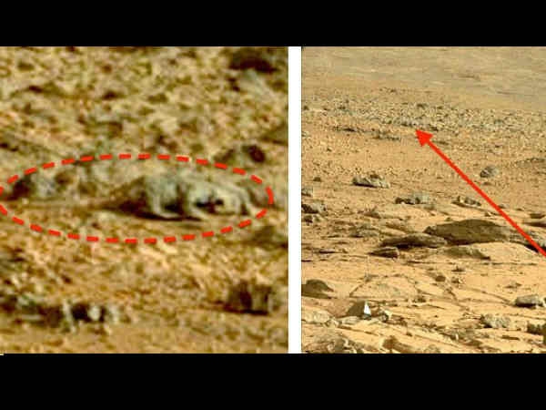 Rat on Mars