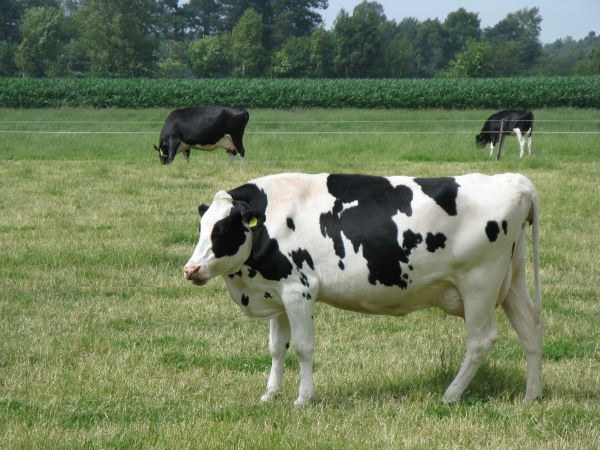 Animal without neck