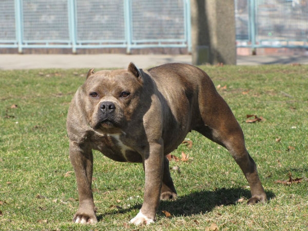 Animal without neck