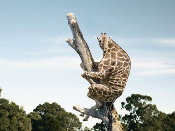 Animal without neck