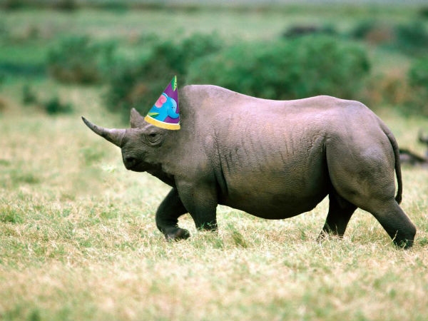 Animal without neck