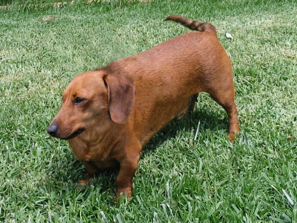 Animal without neck
