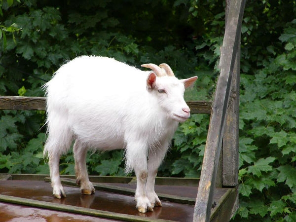 Animal without neck