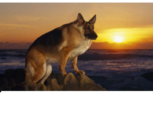 Animal without neck