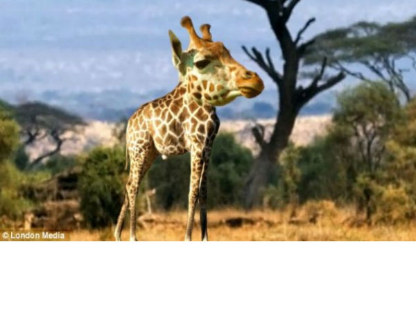 Animal without neck