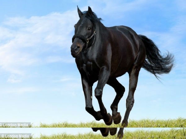 Animal without neck