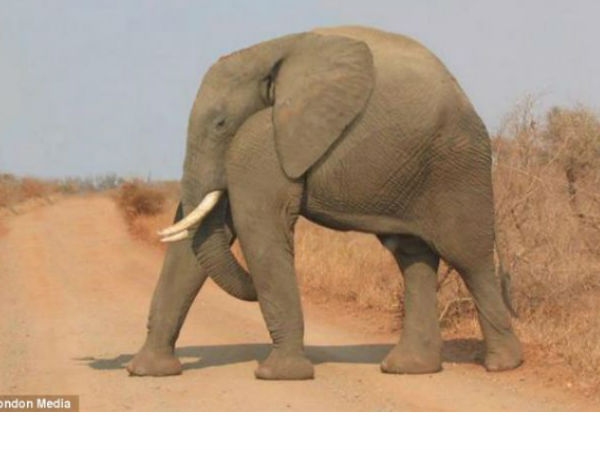 Animal without neck