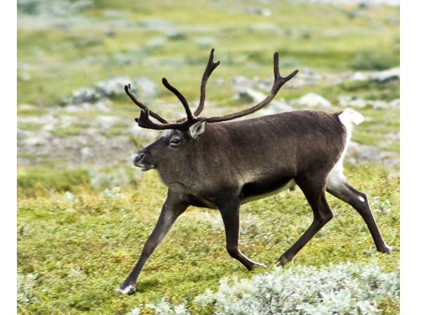 Animal without neck