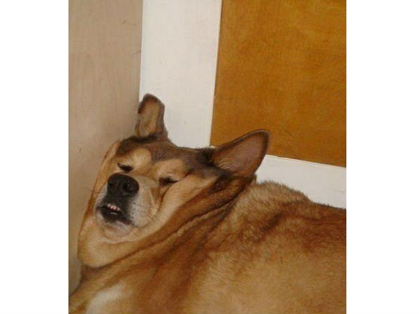 Animal without neck