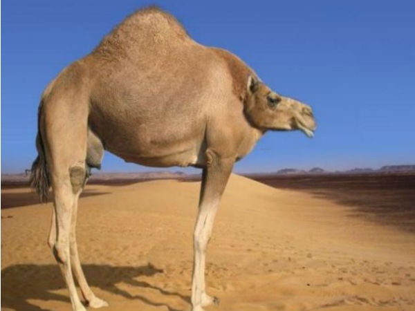 Animal without neck