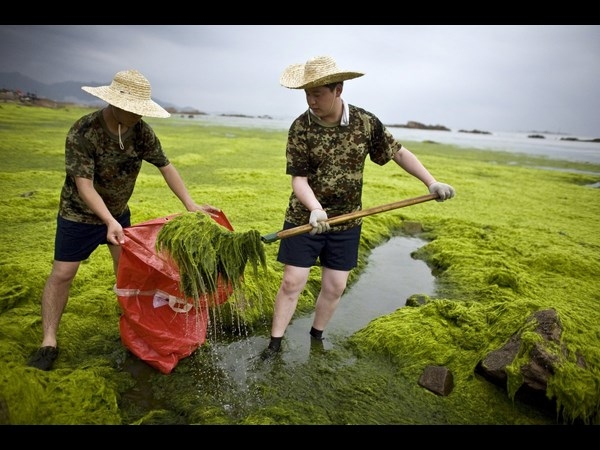 Algae on China Beaches