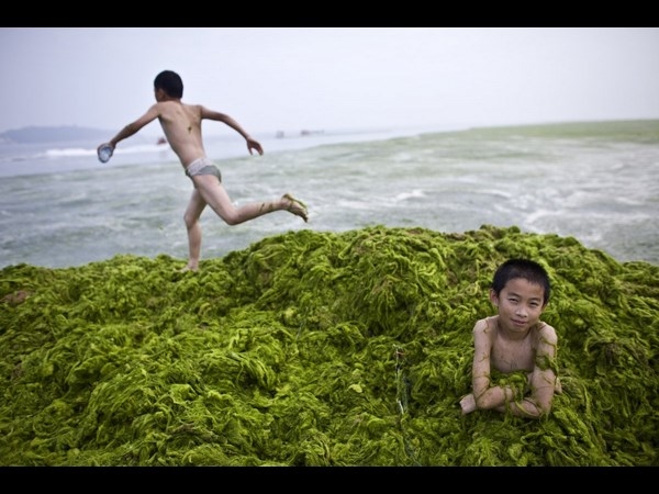 Algae on China Beaches