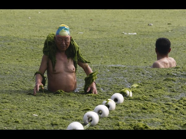 Algae on China Beaches