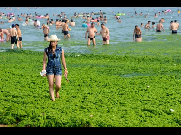 Algae on China Beaches