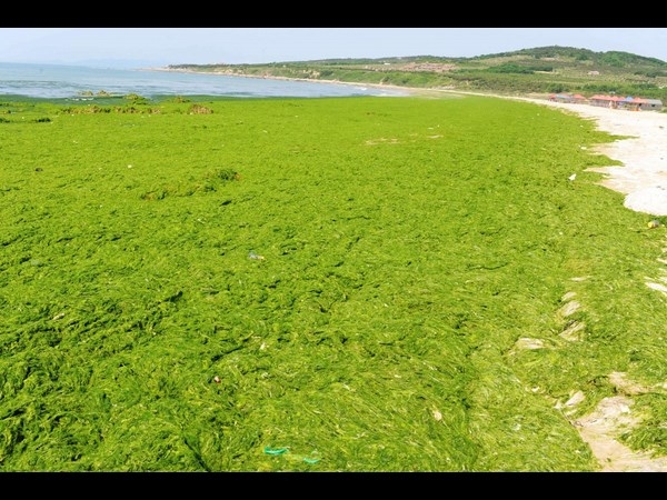 Algae on China Beaches