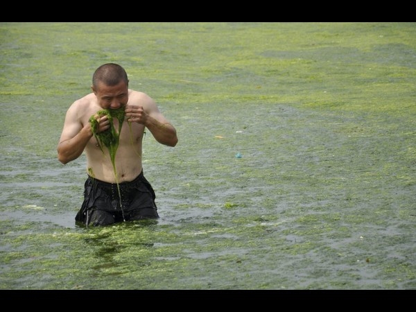 Algae on China Beaches