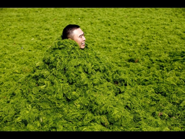 Algae on China Beaches