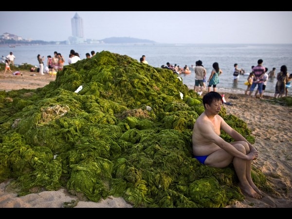 Algae on China Beaches
