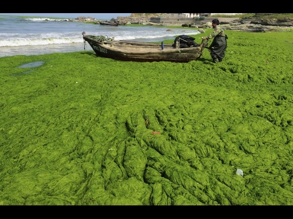 Algae on China Beaches