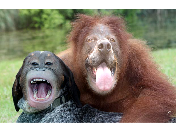 Terrifyingly Amazing Face Swaps
