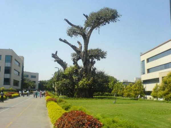 इंफोसिस बिल्डिंग के अंदर बने ग्रीन कैंपस