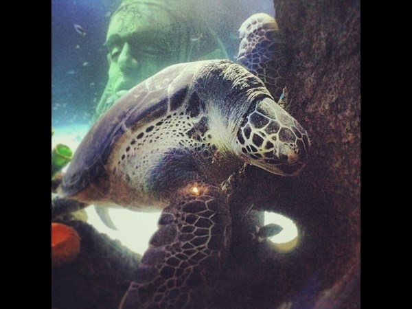 Underwater Instagram Photos