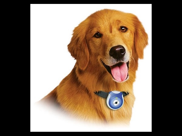 Pet camera