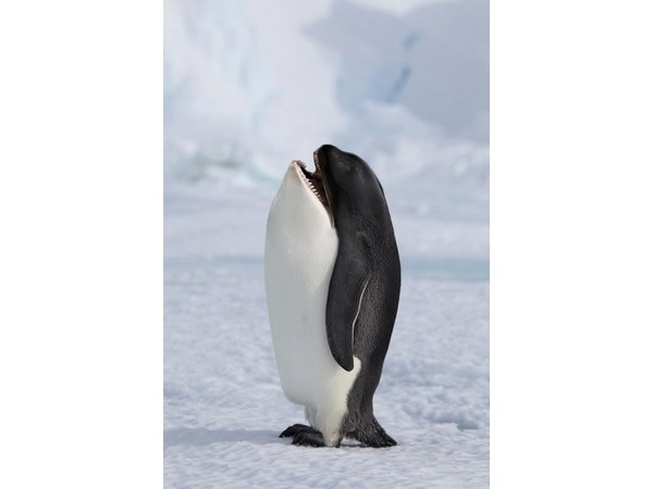 # 3 computer generated Hybrid Animals