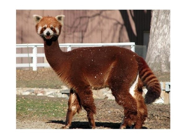 # 5 computer generated Hybrid Animals