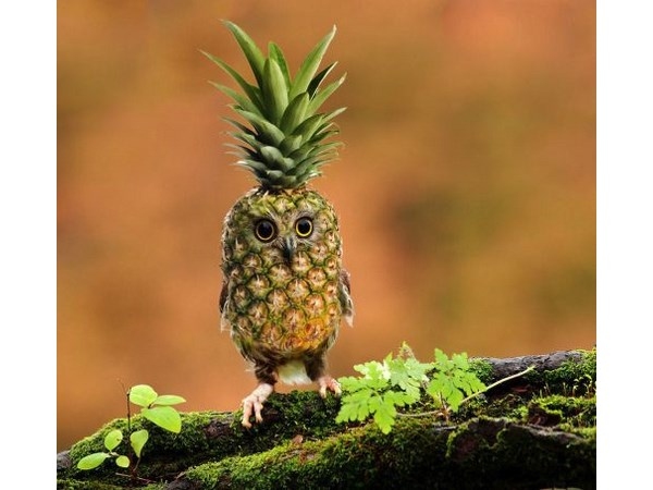 # 6 computer generated Hybrid Animals