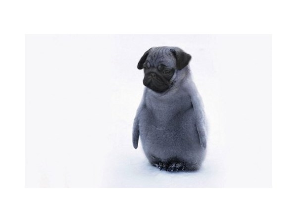 # 7 computer generated Hybrid Animals
